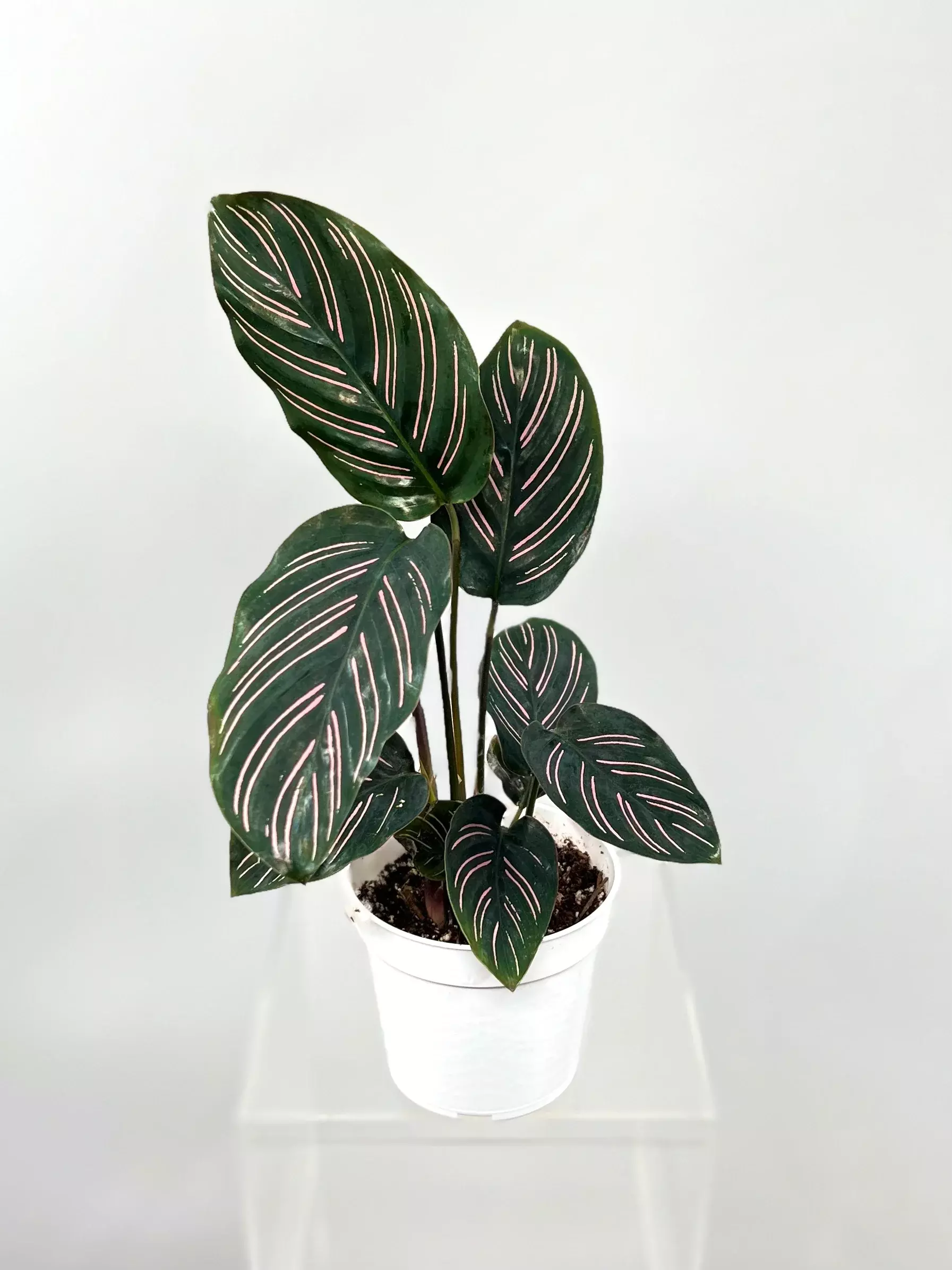 calathea roseopicta dottie pflege Goeppertia Dottie main image 0
