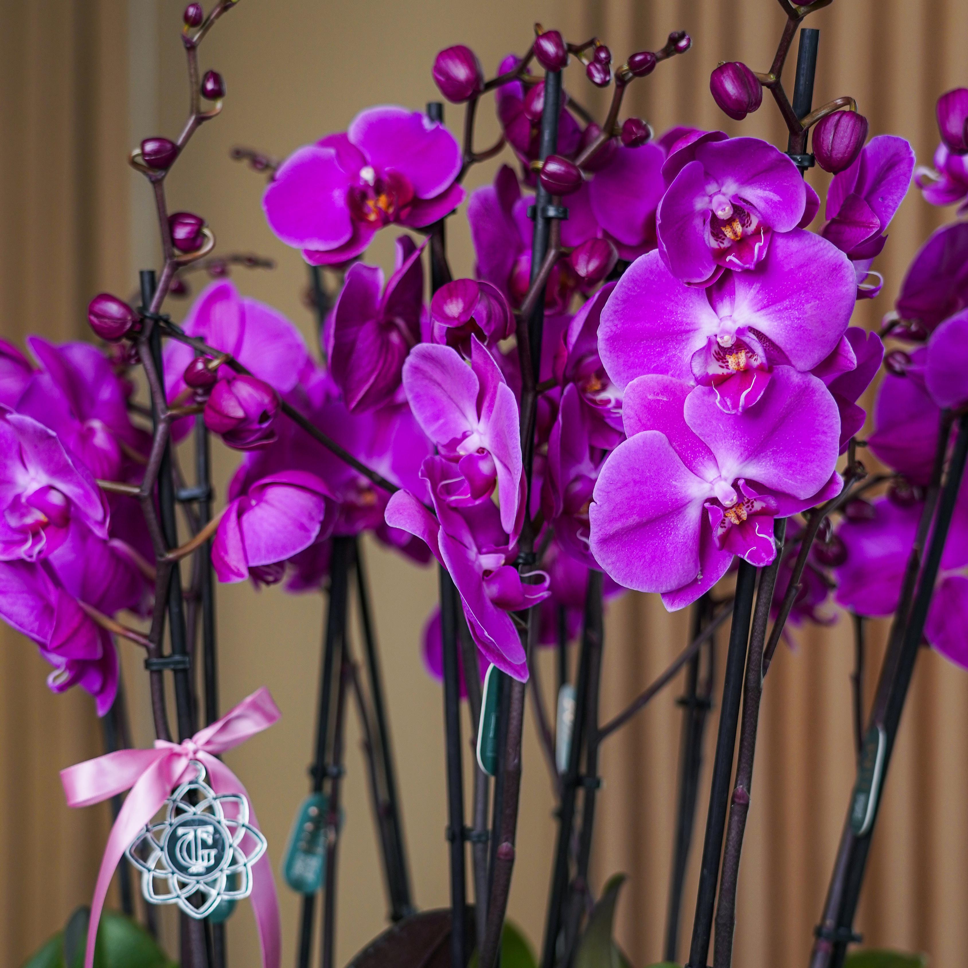 Композиция с орхидеями в Cubeto 40 бежевый